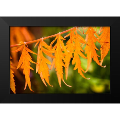Fall Leaves IV Black Modern Wood Framed Art Print by Berzel, Erin
