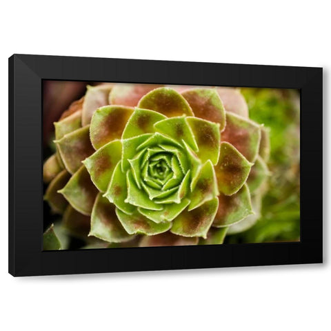 Sempervivum Ohioan Black Modern Wood Framed Art Print with Double Matting by Berzel, Erin