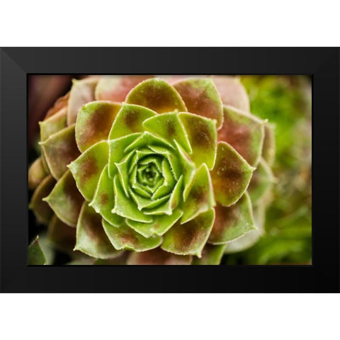 Sempervivum Ohioan Black Modern Wood Framed Art Print by Berzel, Erin