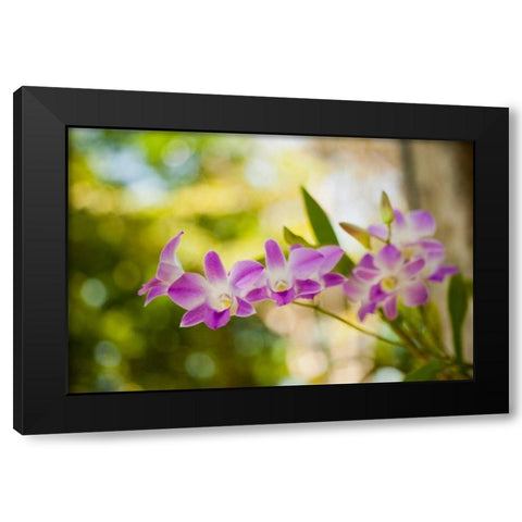 Thai Orchids Black Modern Wood Framed Art Print by Berzel, Erin