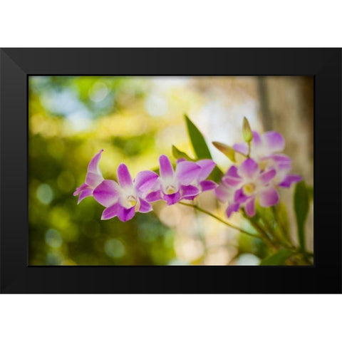 Thai Orchids Black Modern Wood Framed Art Print by Berzel, Erin