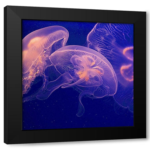 Jellyfish Dance I Black Modern Wood Framed Art Print by Crane, Rita