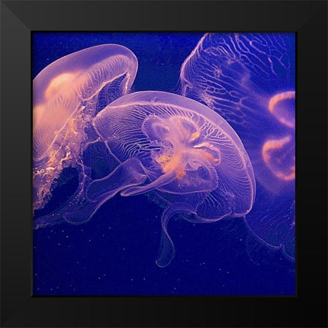 Jellyfish Dance I Black Modern Wood Framed Art Print by Crane, Rita