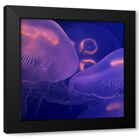 Jellyfish Dance II Black Modern Wood Framed Art Print with Double Matting by Crane, Rita
