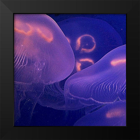 Jellyfish Dance II Black Modern Wood Framed Art Print by Crane, Rita