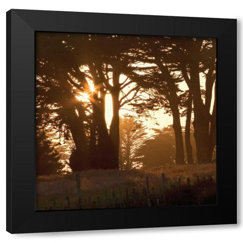 Cypress Sunset Black Modern Wood Framed Art Print by Crane, Rita