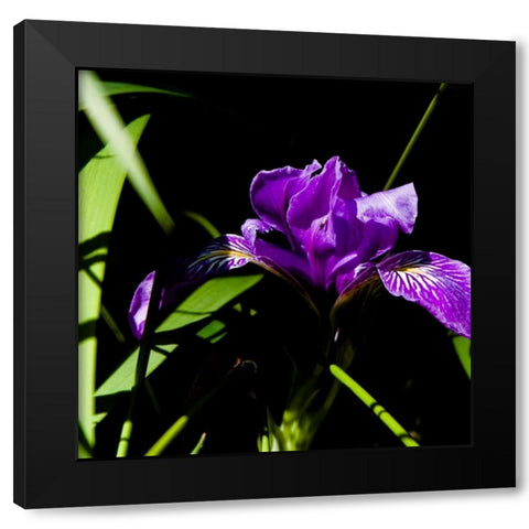 Wild Iris I Black Modern Wood Framed Art Print by Crane, Rita