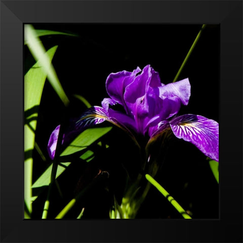 Wild Iris I Black Modern Wood Framed Art Print by Crane, Rita