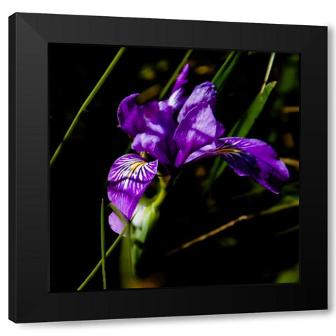 Wild Iris II Black Modern Wood Framed Art Print with Double Matting by Crane, Rita