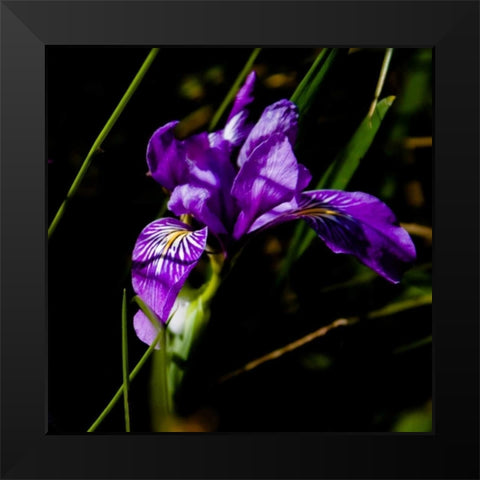 Wild Iris II Black Modern Wood Framed Art Print by Crane, Rita
