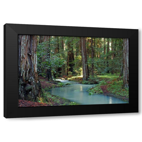 Redwood Forest I Black Modern Wood Framed Art Print with Double Matting by Crane, Rita
