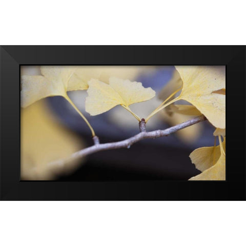 Autumn Gingko I Black Modern Wood Framed Art Print by Crane, Rita