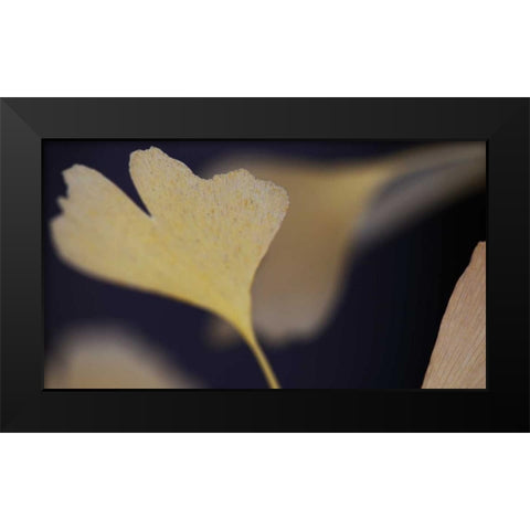 Autumn Gingko II Black Modern Wood Framed Art Print by Crane, Rita