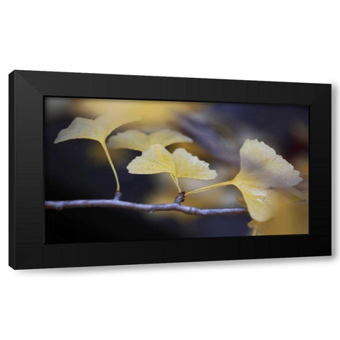Autumn Gingko III Black Modern Wood Framed Art Print with Double Matting by Crane, Rita