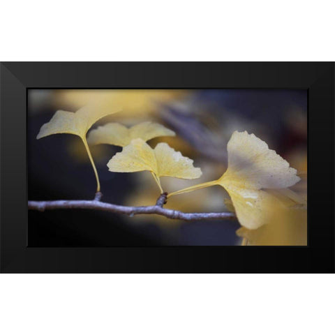 Autumn Gingko III Black Modern Wood Framed Art Print by Crane, Rita