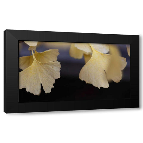 Autumn Gingko IV Black Modern Wood Framed Art Print by Crane, Rita