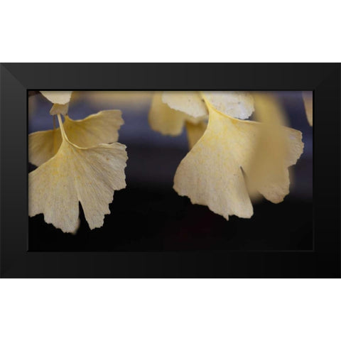 Autumn Gingko IV Black Modern Wood Framed Art Print by Crane, Rita