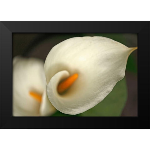 Calla Lilies V Black Modern Wood Framed Art Print by Crane, Rita