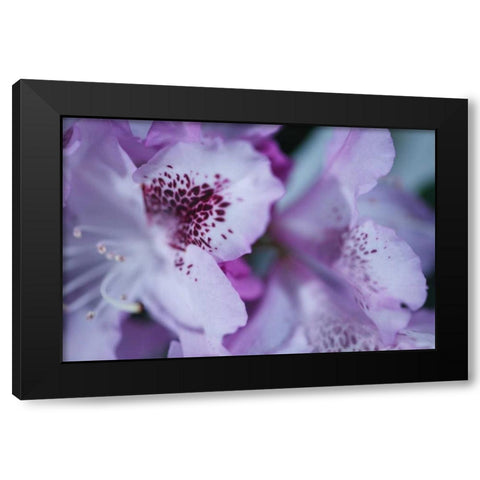 Lavender Rhodies I Black Modern Wood Framed Art Print with Double Matting by Crane, Rita