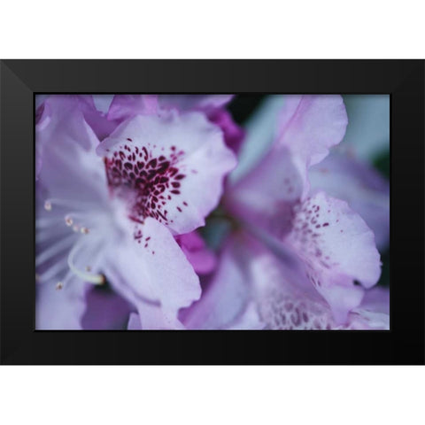 Lavender Rhodies I Black Modern Wood Framed Art Print by Crane, Rita