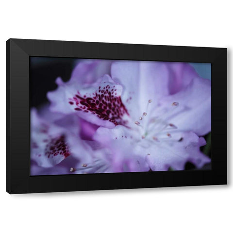 Lavender Rhodies II Black Modern Wood Framed Art Print with Double Matting by Crane, Rita