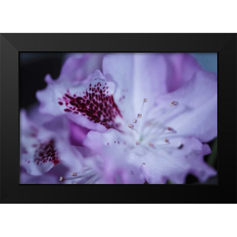 Lavender Rhodies II Black Modern Wood Framed Art Print by Crane, Rita