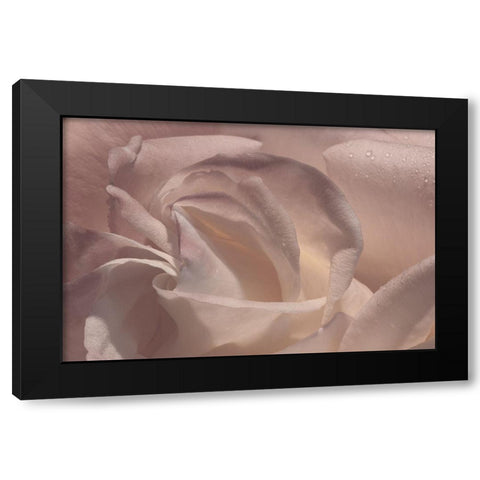 Heart of a Rose V Black Modern Wood Framed Art Print with Double Matting by Crane, Rita