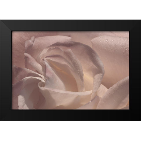Heart of a Rose V Black Modern Wood Framed Art Print by Crane, Rita