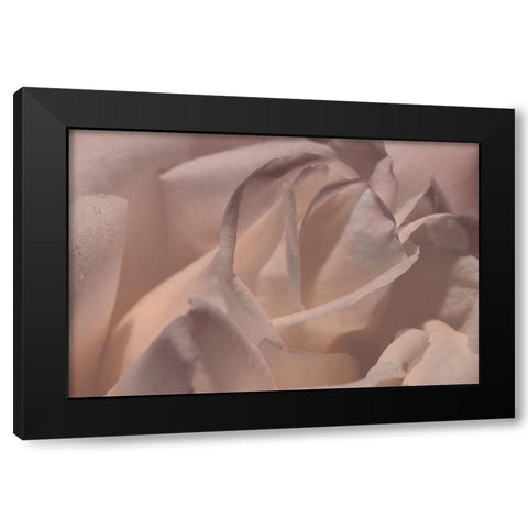 Heart of a Rose VI Black Modern Wood Framed Art Print by Crane, Rita
