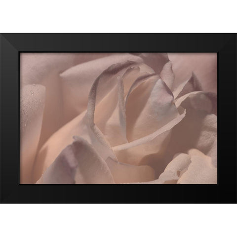 Heart of a Rose VI Black Modern Wood Framed Art Print by Crane, Rita