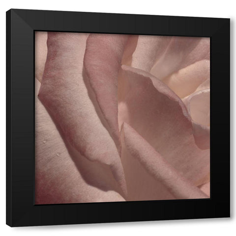 Heart of a Rose VII Black Modern Wood Framed Art Print with Double Matting by Crane, Rita