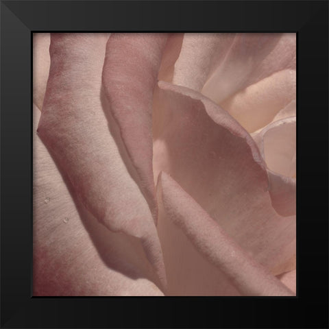 Heart of a Rose VII Black Modern Wood Framed Art Print by Crane, Rita