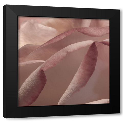 Heart of a Rose VIII Black Modern Wood Framed Art Print with Double Matting by Crane, Rita