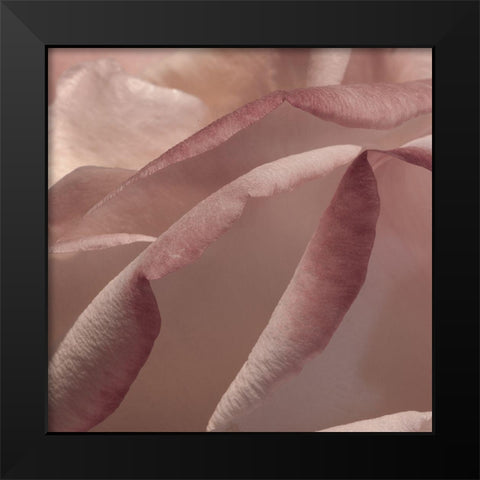 Heart of a Rose VIII Black Modern Wood Framed Art Print by Crane, Rita