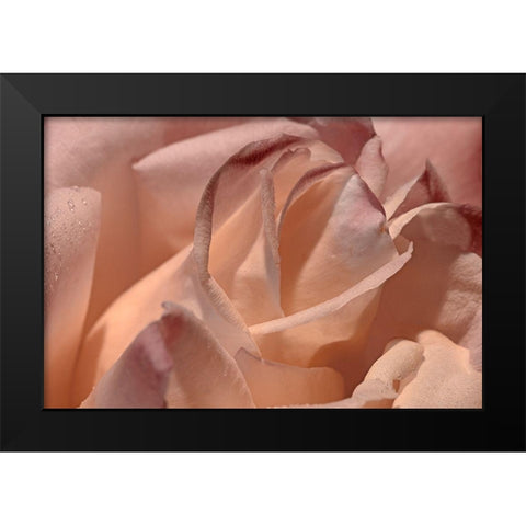 Heart of a Rose X Black Modern Wood Framed Art Print by Crane, Rita