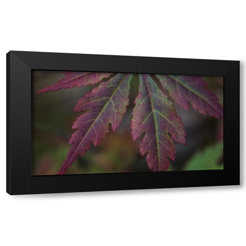 Autumn Maple I Black Modern Wood Framed Art Print with Double Matting by Crane, Rita