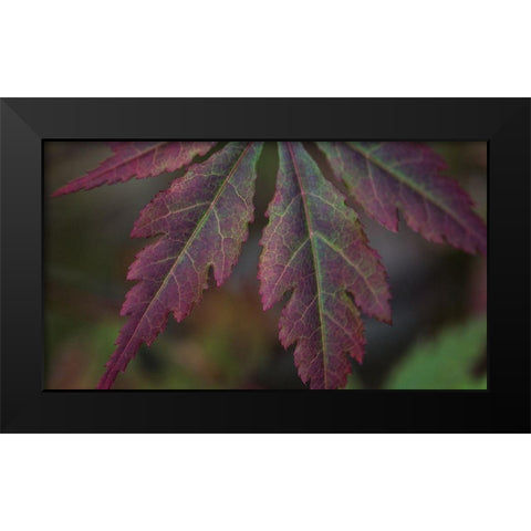 Autumn Maple I Black Modern Wood Framed Art Print by Crane, Rita