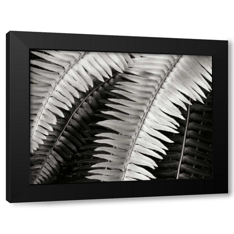 Fern I Black Modern Wood Framed Art Print with Double Matting by Christensen, Jim