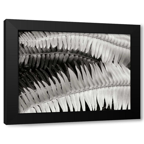 Fern II Black Modern Wood Framed Art Print by Christensen, Jim