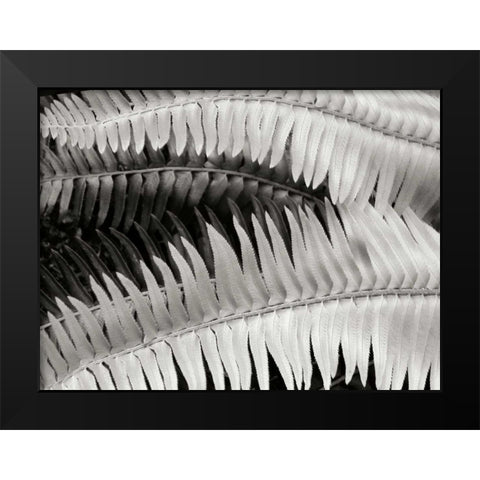 Fern II Black Modern Wood Framed Art Print by Christensen, Jim