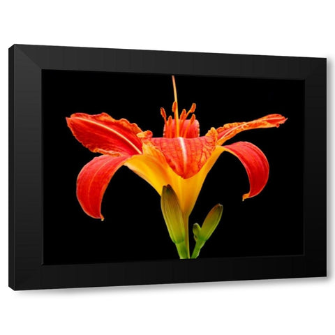 Day Lily II Black Modern Wood Framed Art Print with Double Matting by Christensen, Jim