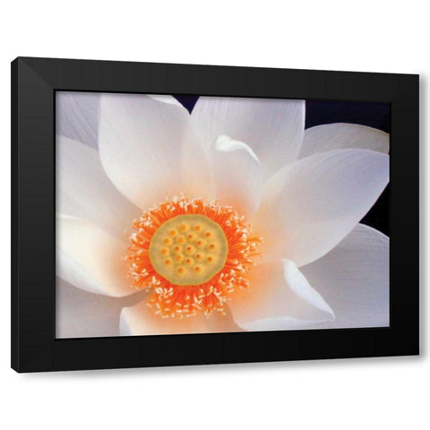 Lotus I Black Modern Wood Framed Art Print by Christensen, Jim