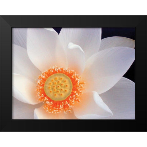 Lotus I Black Modern Wood Framed Art Print by Christensen, Jim