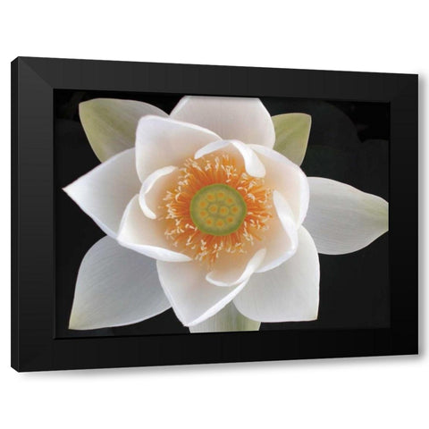Lotus II Black Modern Wood Framed Art Print with Double Matting by Christensen, Jim