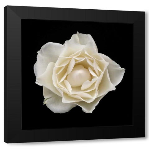 White Rose I Black Modern Wood Framed Art Print by Christensen, Jim