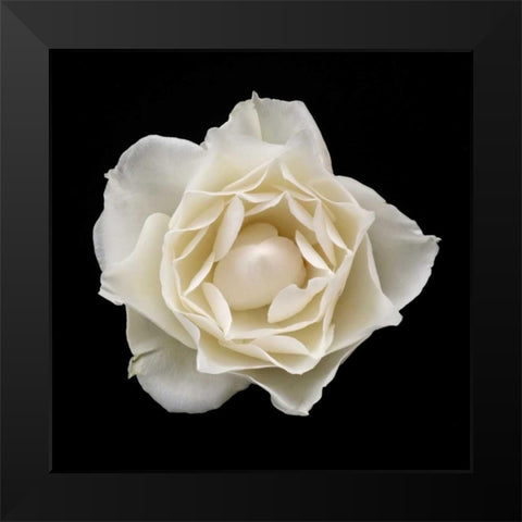 White Rose I Black Modern Wood Framed Art Print by Christensen, Jim