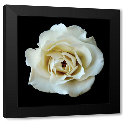 White Rose II Black Modern Wood Framed Art Print with Double Matting by Christensen, Jim
