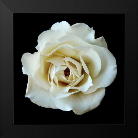 White Rose II Black Modern Wood Framed Art Print by Christensen, Jim