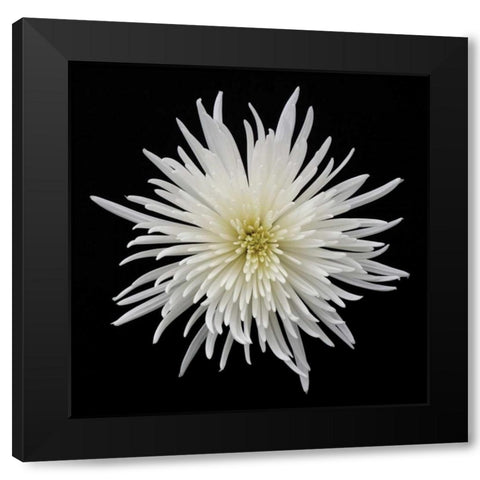 Chrysanthemum I Black Modern Wood Framed Art Print with Double Matting by Christensen, Jim