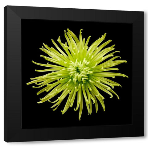 Chrysanthemum II Black Modern Wood Framed Art Print by Christensen, Jim